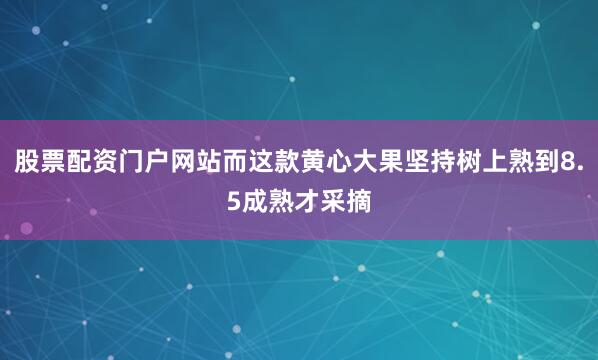 股票配资门户网站而这款黄心大果坚持树上熟到8.5成熟才采摘